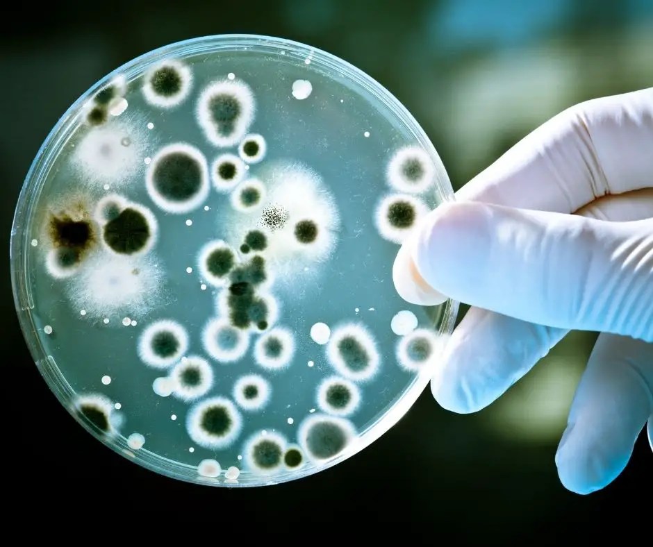 Microbiology Fun Facts for Kids