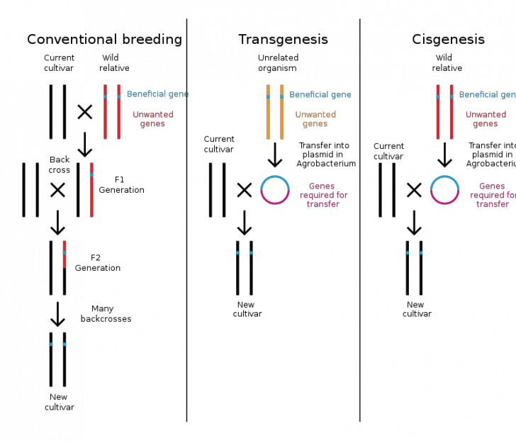 Genetic Engineering Fun Facts - Science for Kids