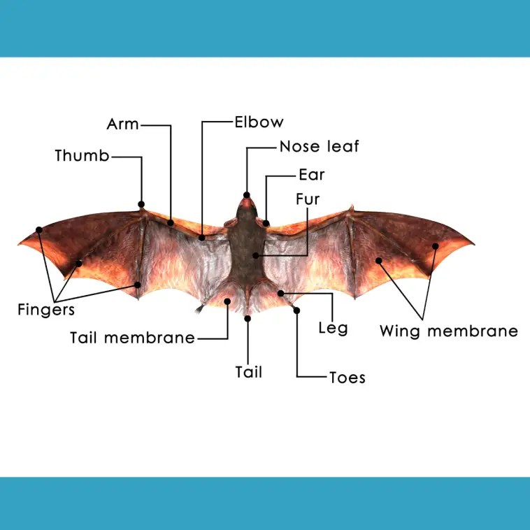 Bat Adaptations