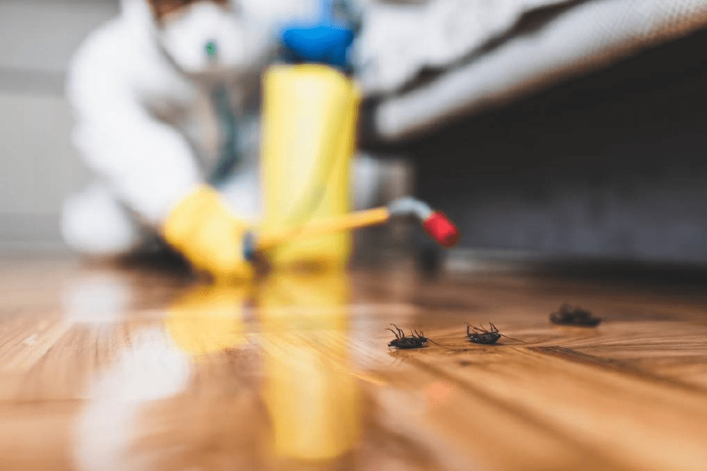 Benefits Of Professional Pest Extermination