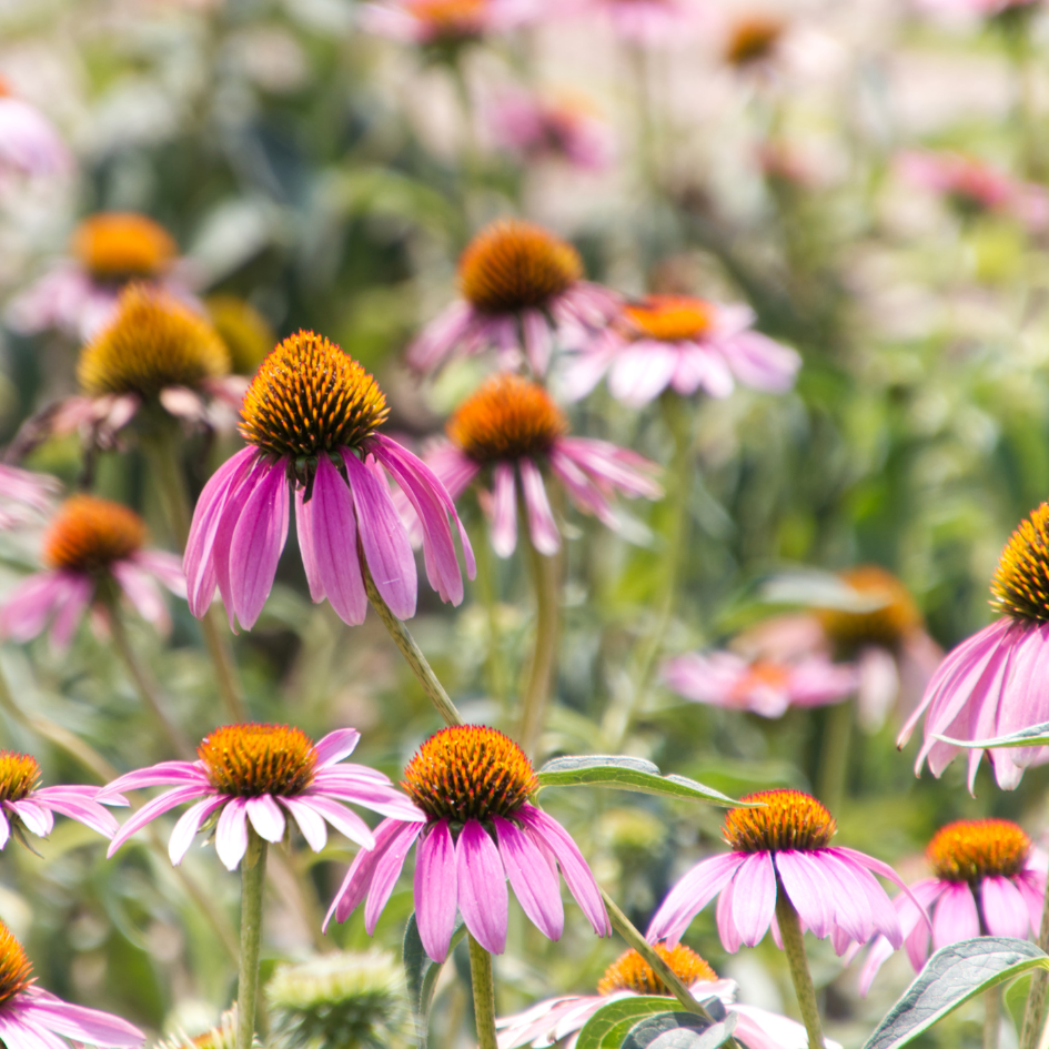 9 Super Easy Flowering Plants That Attract Butterflies And Hummingbirds