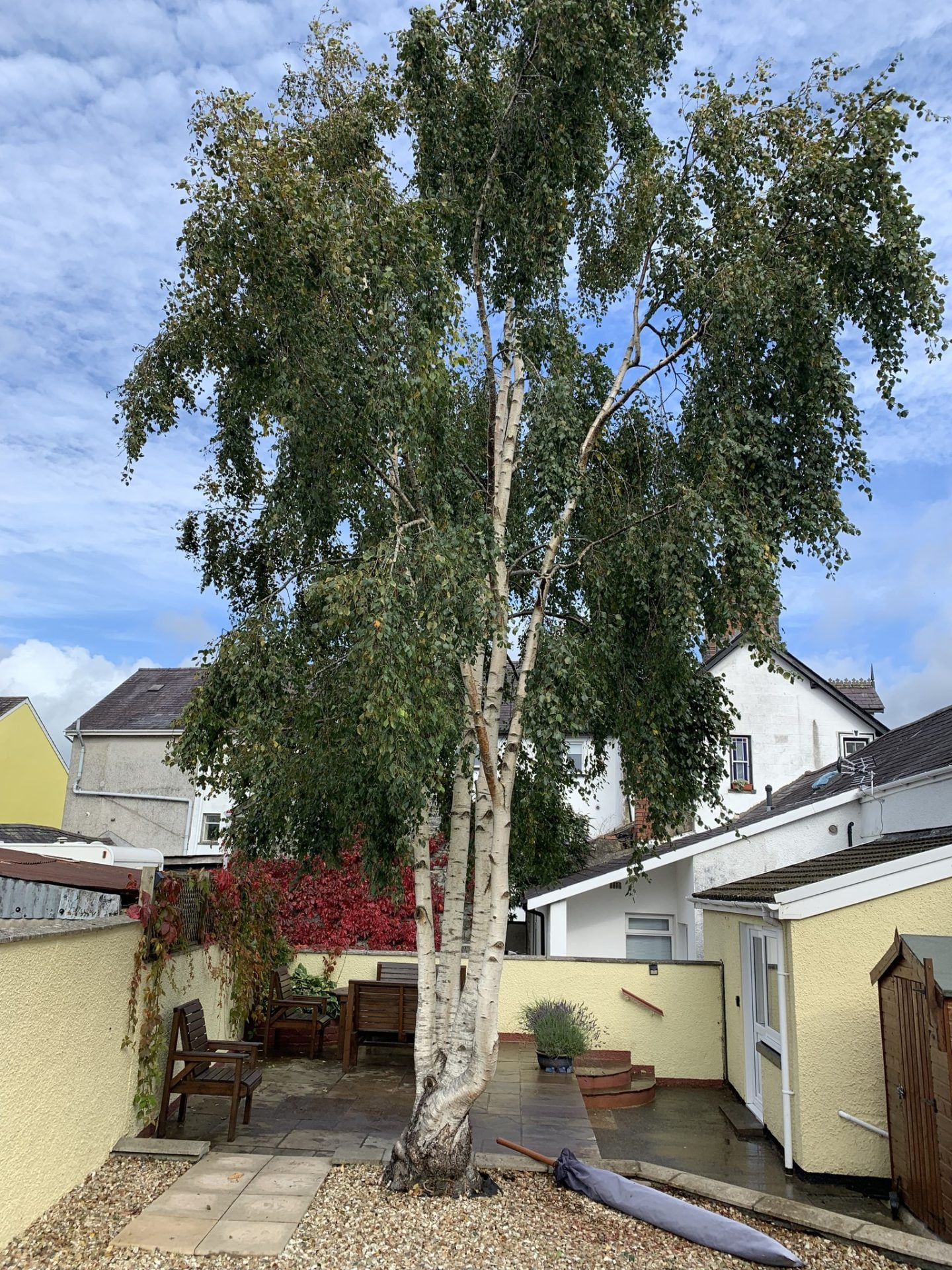 Pruning a silver birch easytrees
