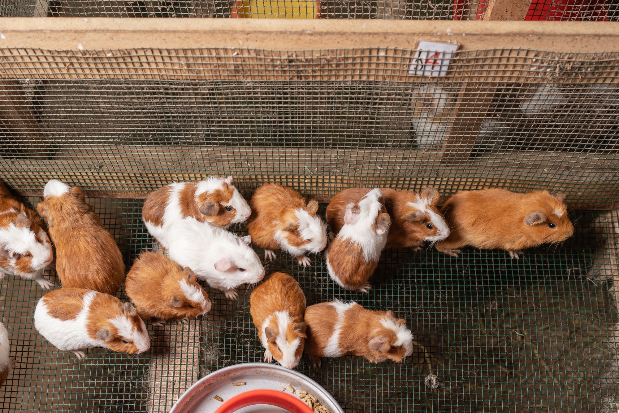 What To Do When A Guinea Pig Is Dying? (2024)