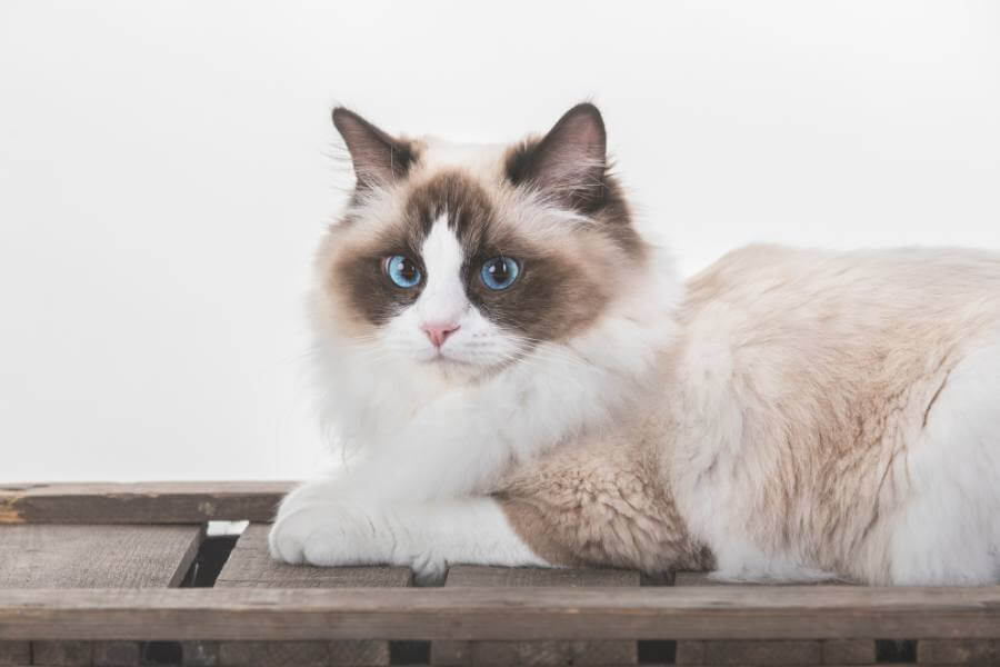Is Ragdoll Cat High Maintenance? GUIDE) Easy Way Pets