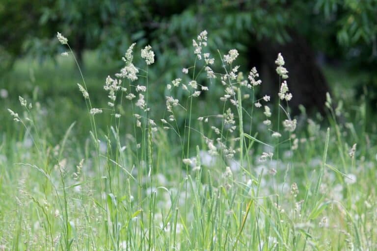 What Is Orchard Grass? Easy Way To Garden