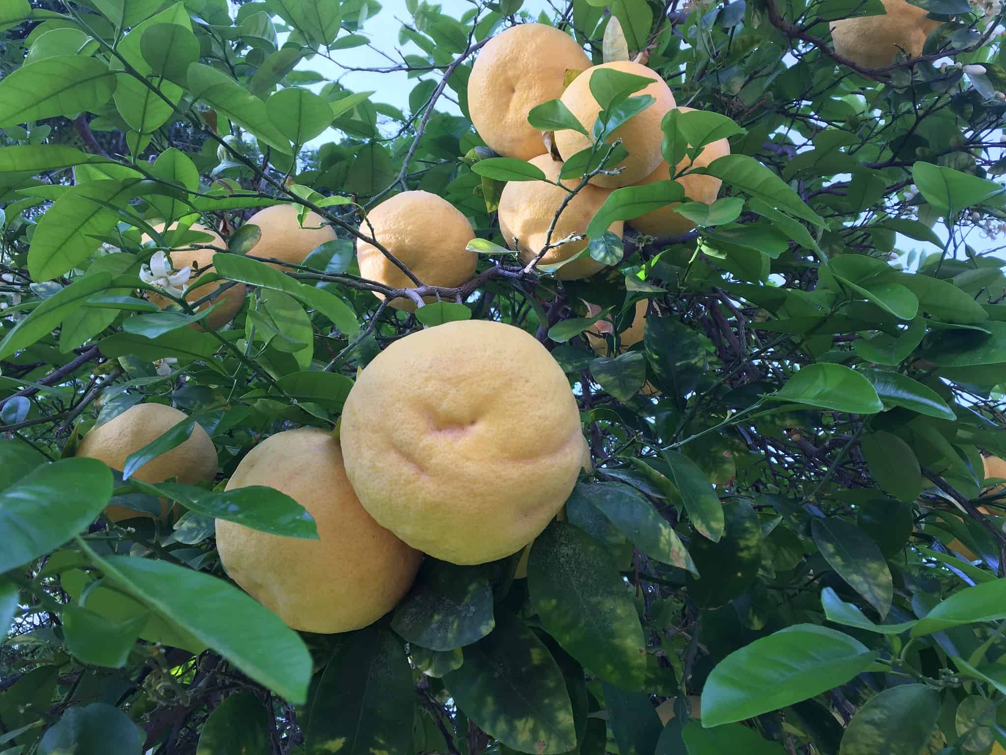 How To Grow Grapefruit Trees? Easy Way To Garden