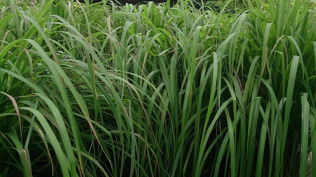 How To Grow and Care for Citronella Grass? Easy Way To Garden