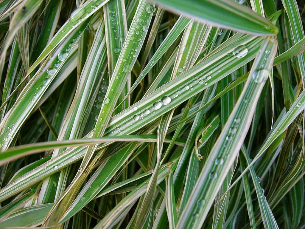 How To Get Rid of Sedge Grass? Easy Way To Garden