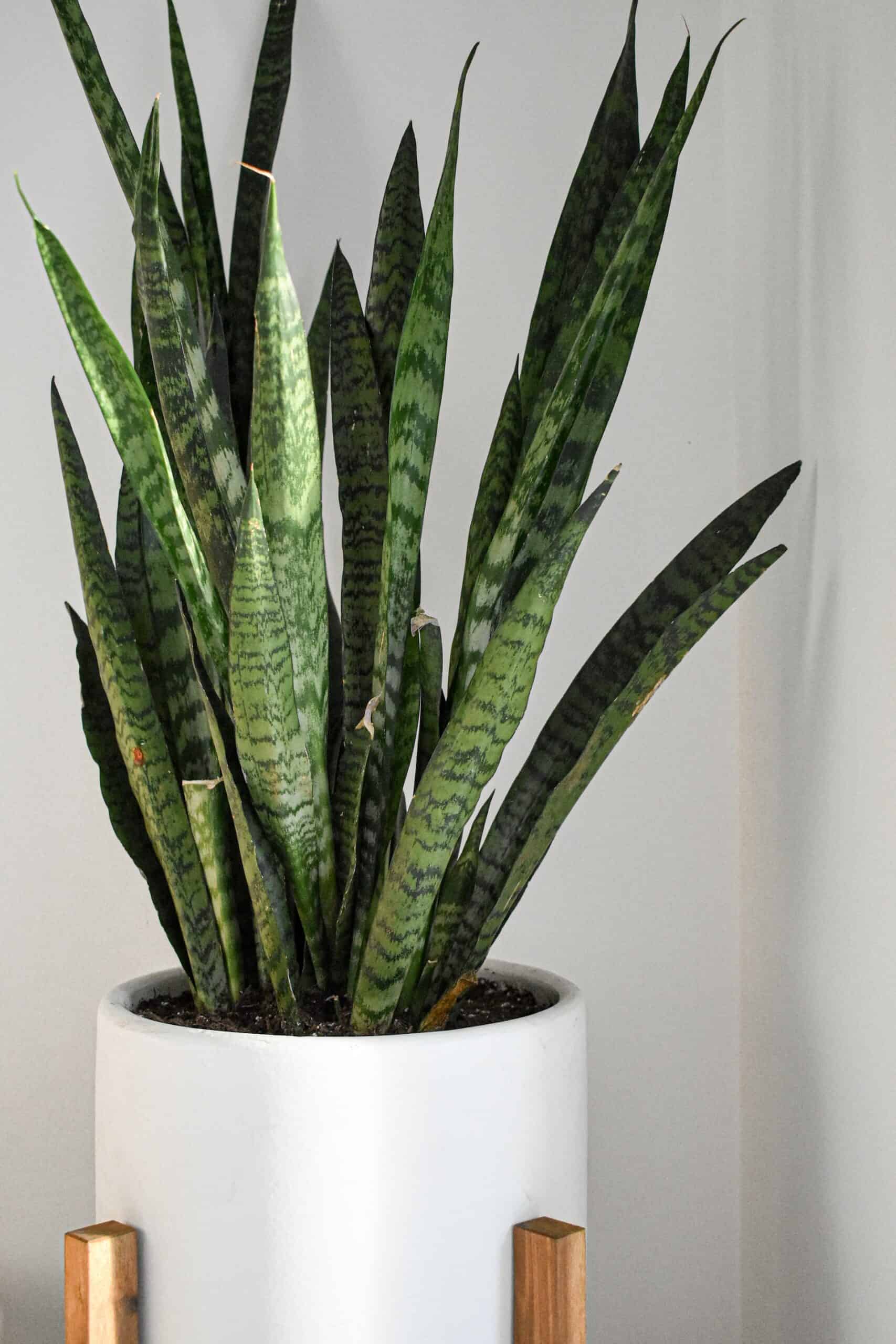 How To Grow Snake Plant? Easy Way To Garden