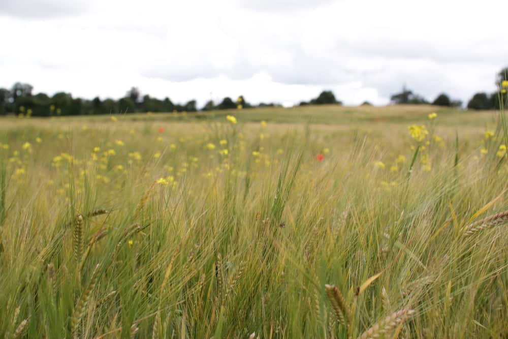 CAN WE GROW GRAIN IN IRELAND? EatIth