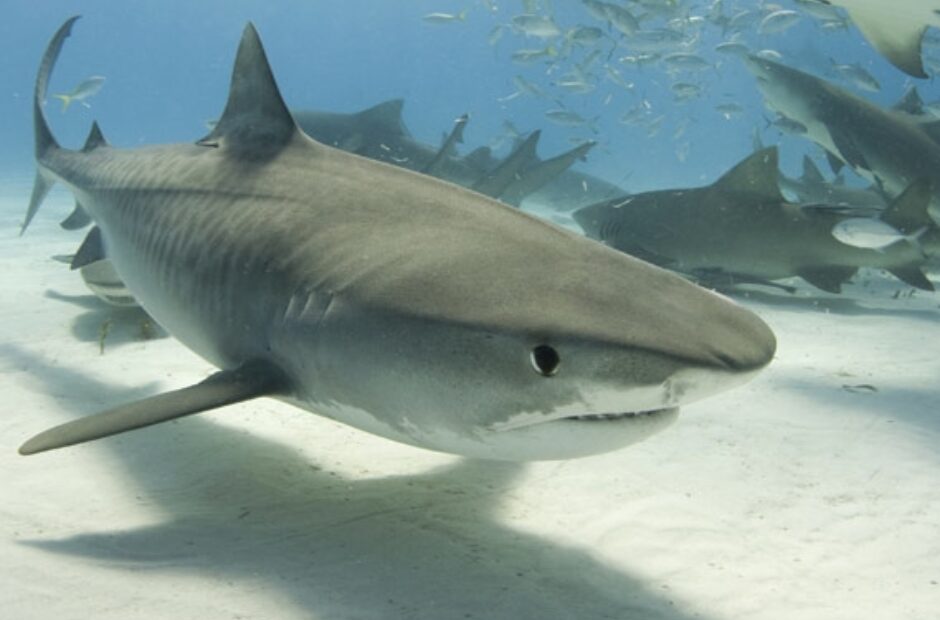 Celebrate Alabama’s Most Famous Nautical Predators this Shark Week