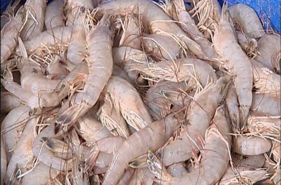 Six Ways to Make Fried Shrimp a Little Bit Healthier Eat Alabama Seafood