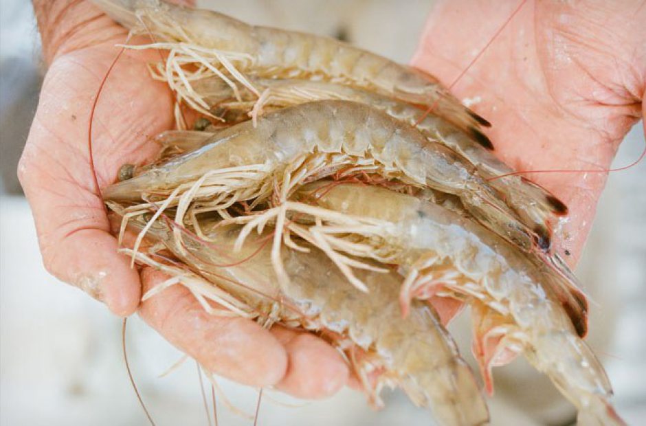 Brown shrimping season begins May 30 Eat Alabama Seafood