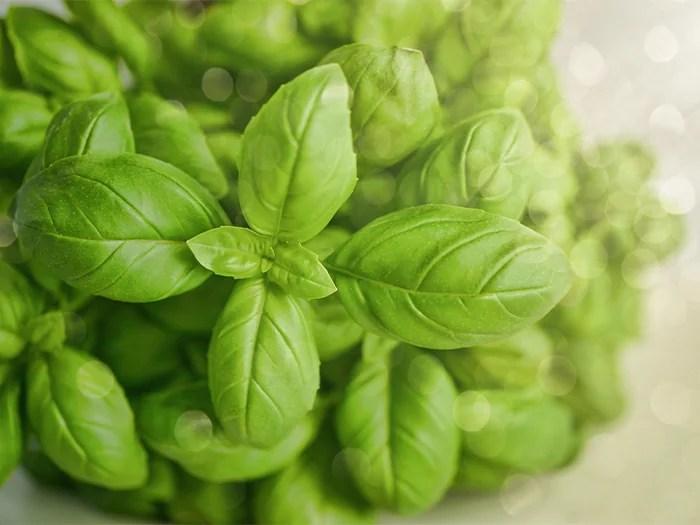 How does basil benefit the digestive system? Eat & Breathe