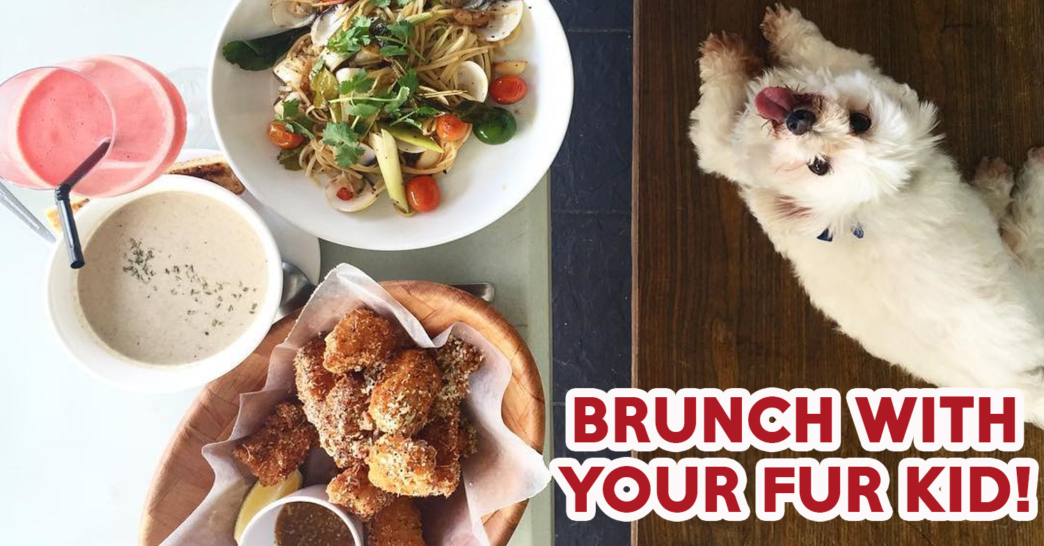 10 Petfriendly Cafes You Can Brunch With Your Fur Babies At EatBook