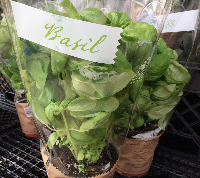 Harvest Basil Plants Properly for Longer Life