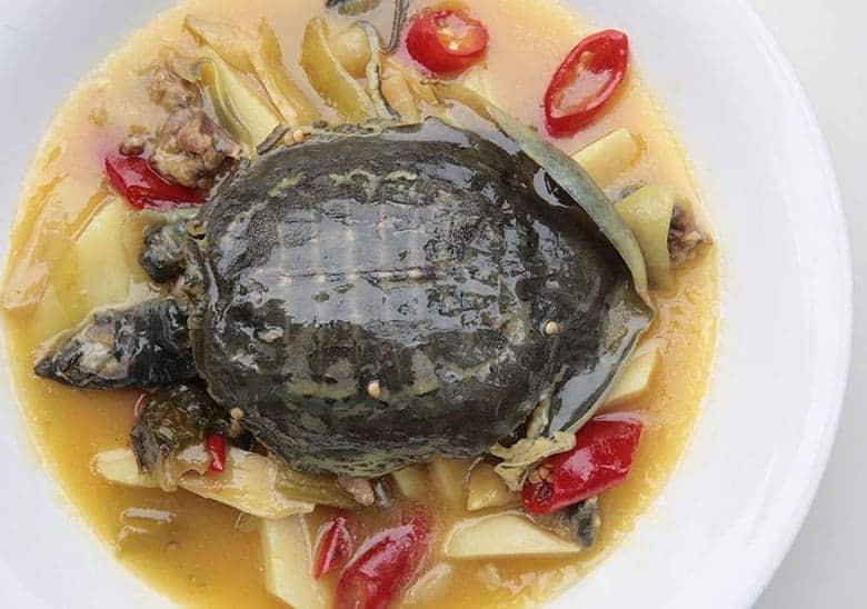 What Does Turtle Taste Like? Does Turtle Taste Good
