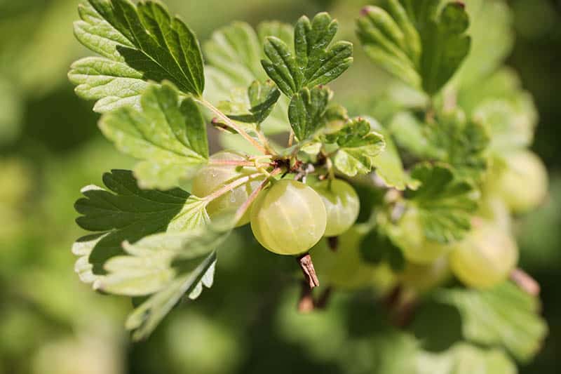 What Do Gooseberries Taste Like? Do Gooseberries Taste Good? EatDelights