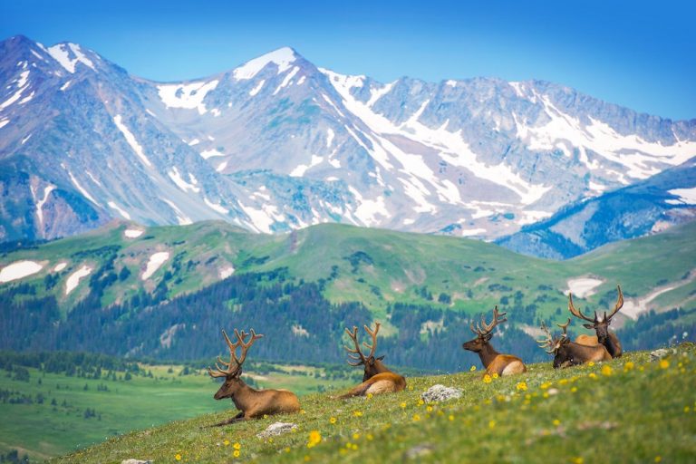 Best Elk Hunting Gear 2023 [51 MustHaves + DIY Checklist]