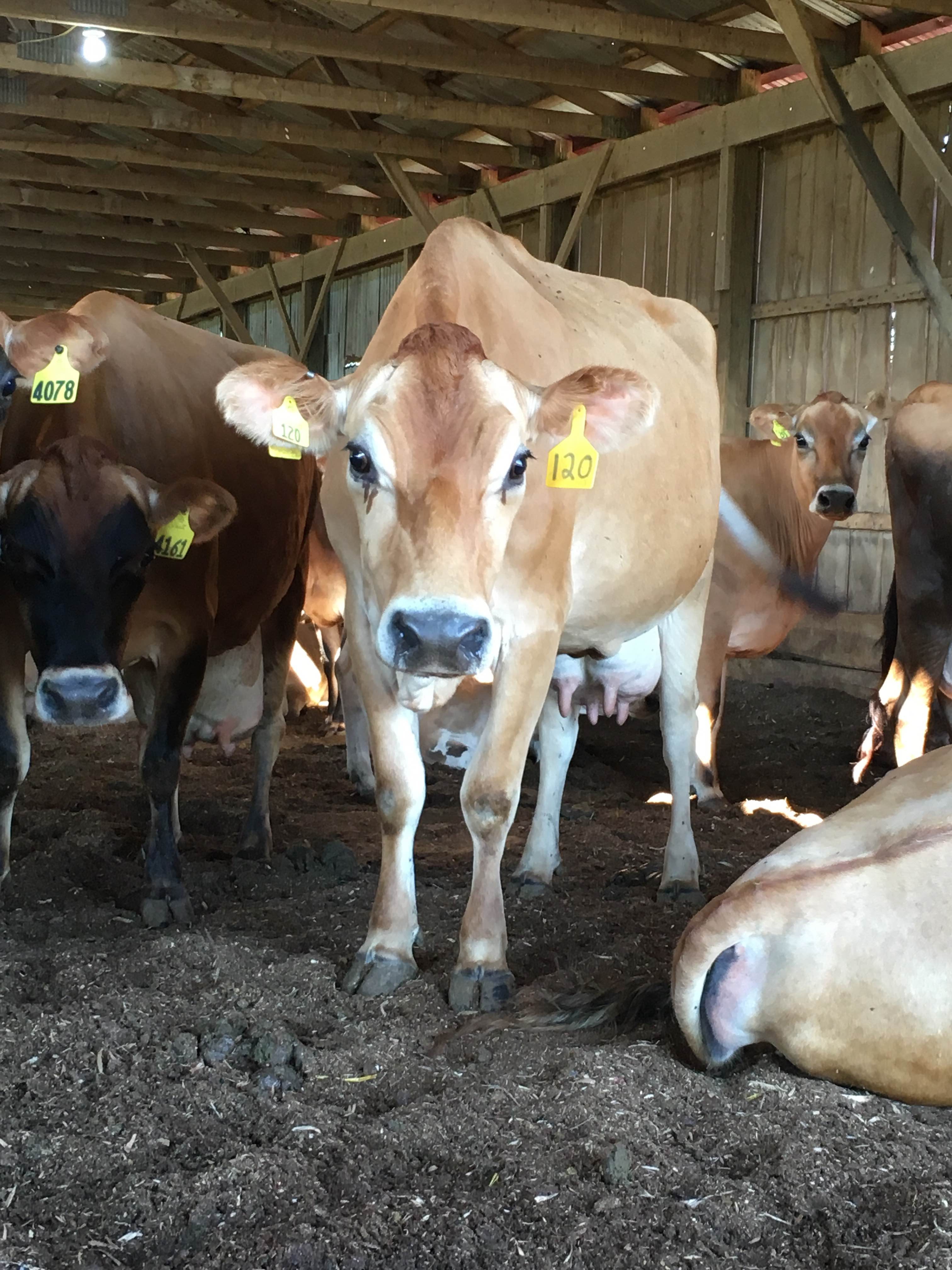 FINALLY An Update on the Babies Arriving in September Eat Farm Love