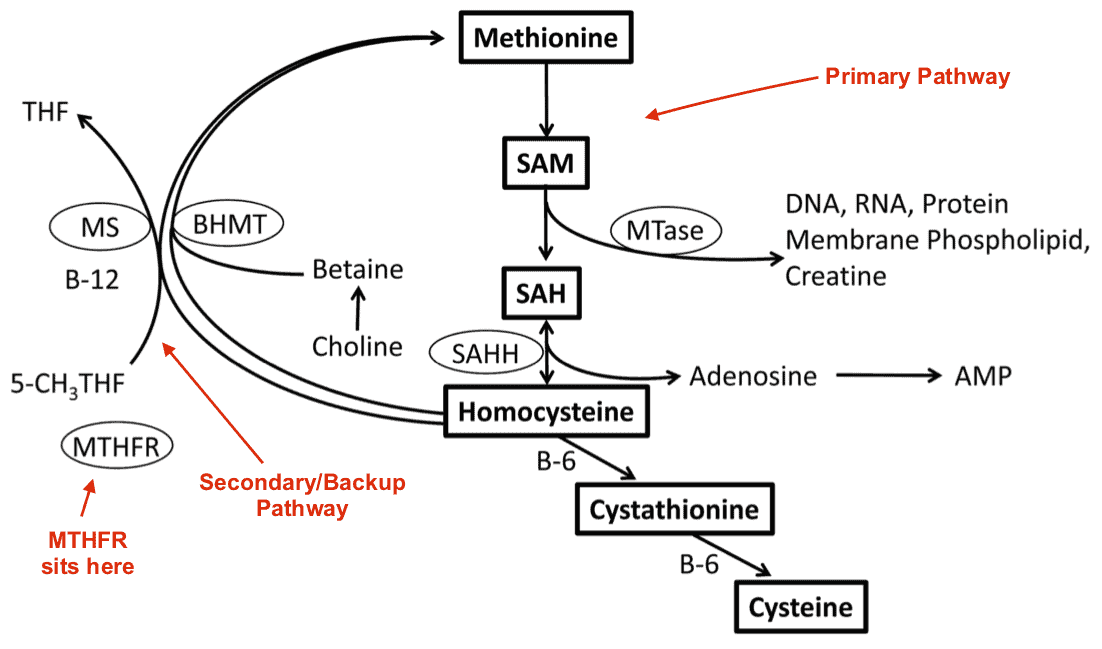 MTHFR Methylfolate vs. Folic Acid Key Differences Explained