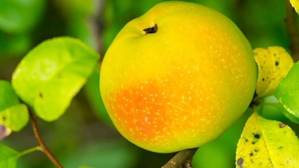 What Are The Benefits Of Quince Fruit? [Vitamins & Taste]