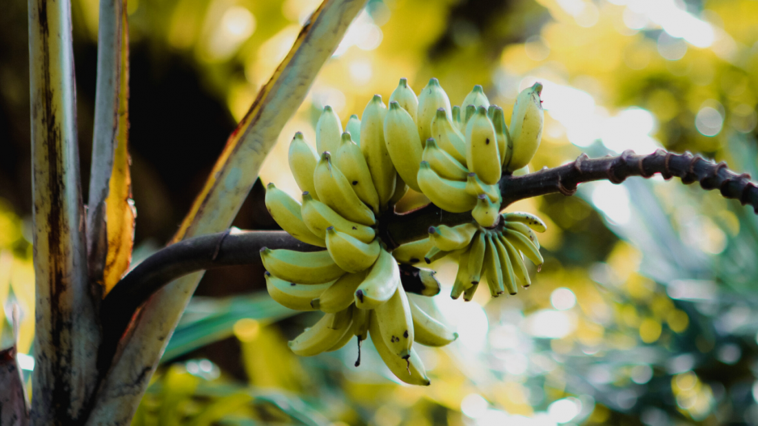 Are Bananas Good For The Landseer