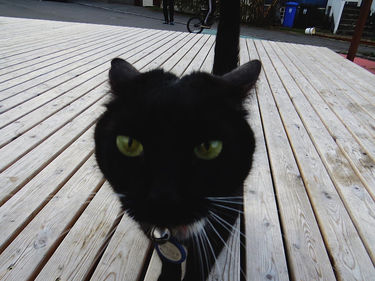 Which Restaurant Has The Best Lobster Soup In Reykjavík? Eating The