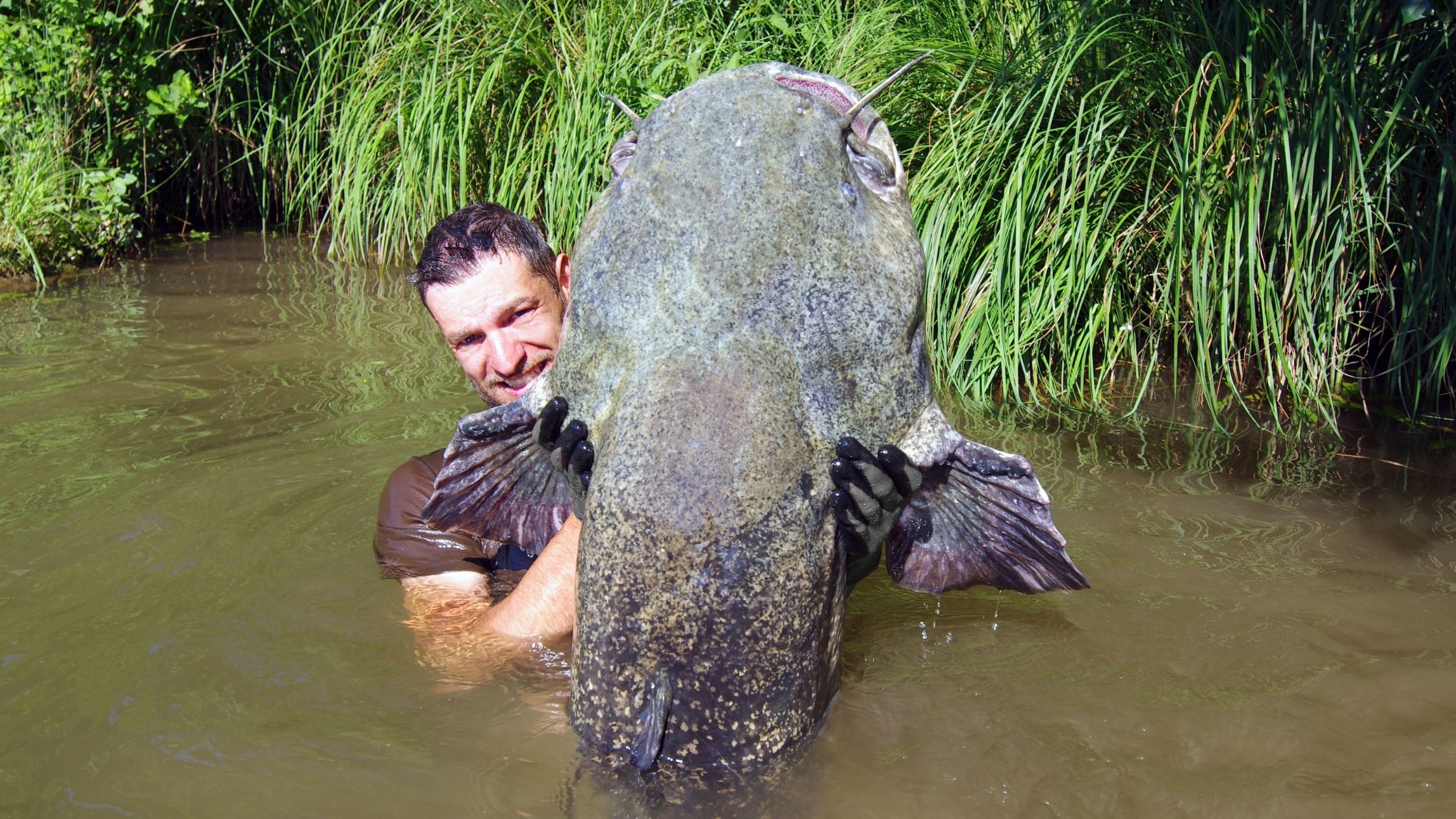 Catfish Noodling What You Should Know