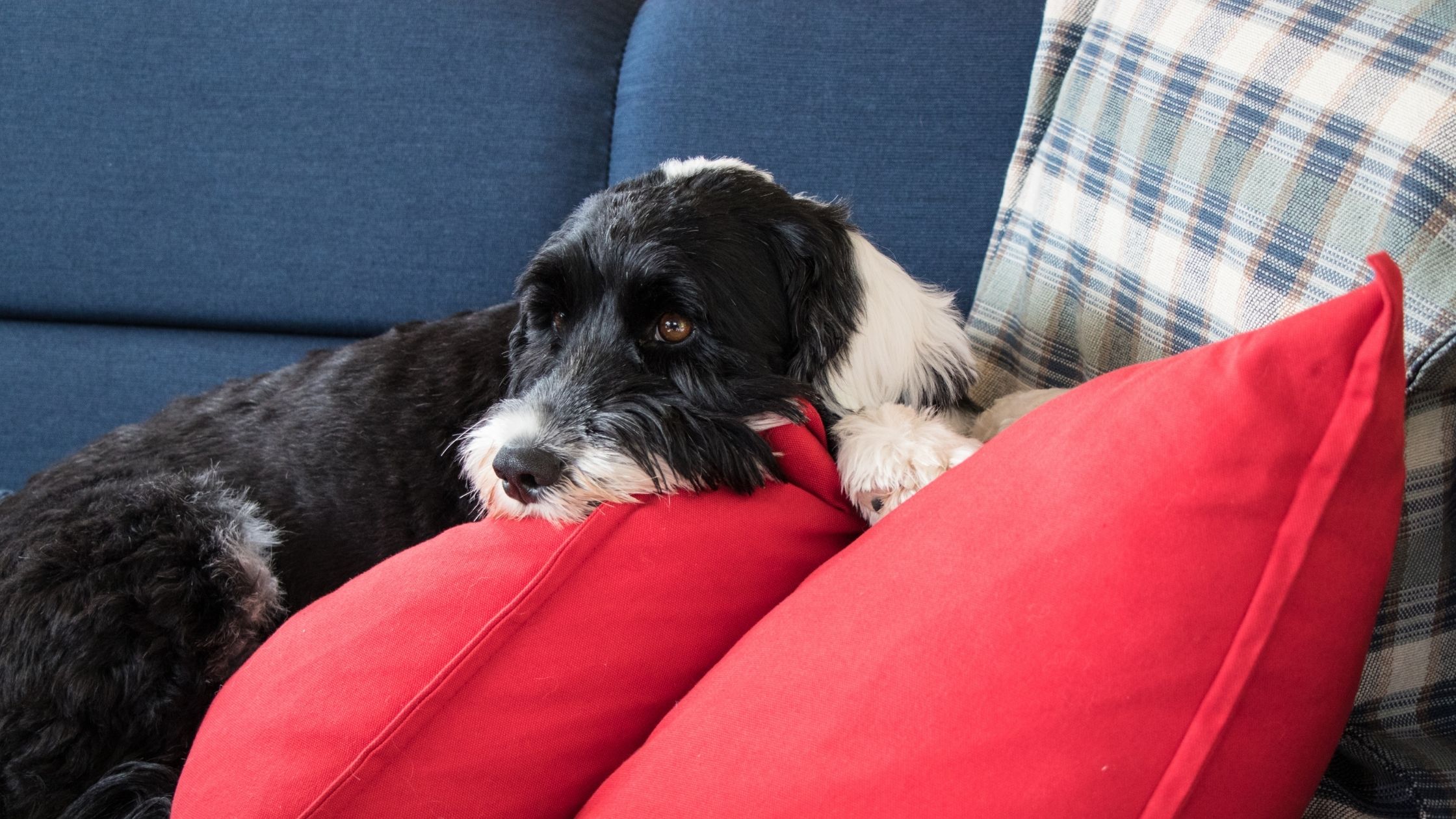 Hypoallergenic Hunting Dogs