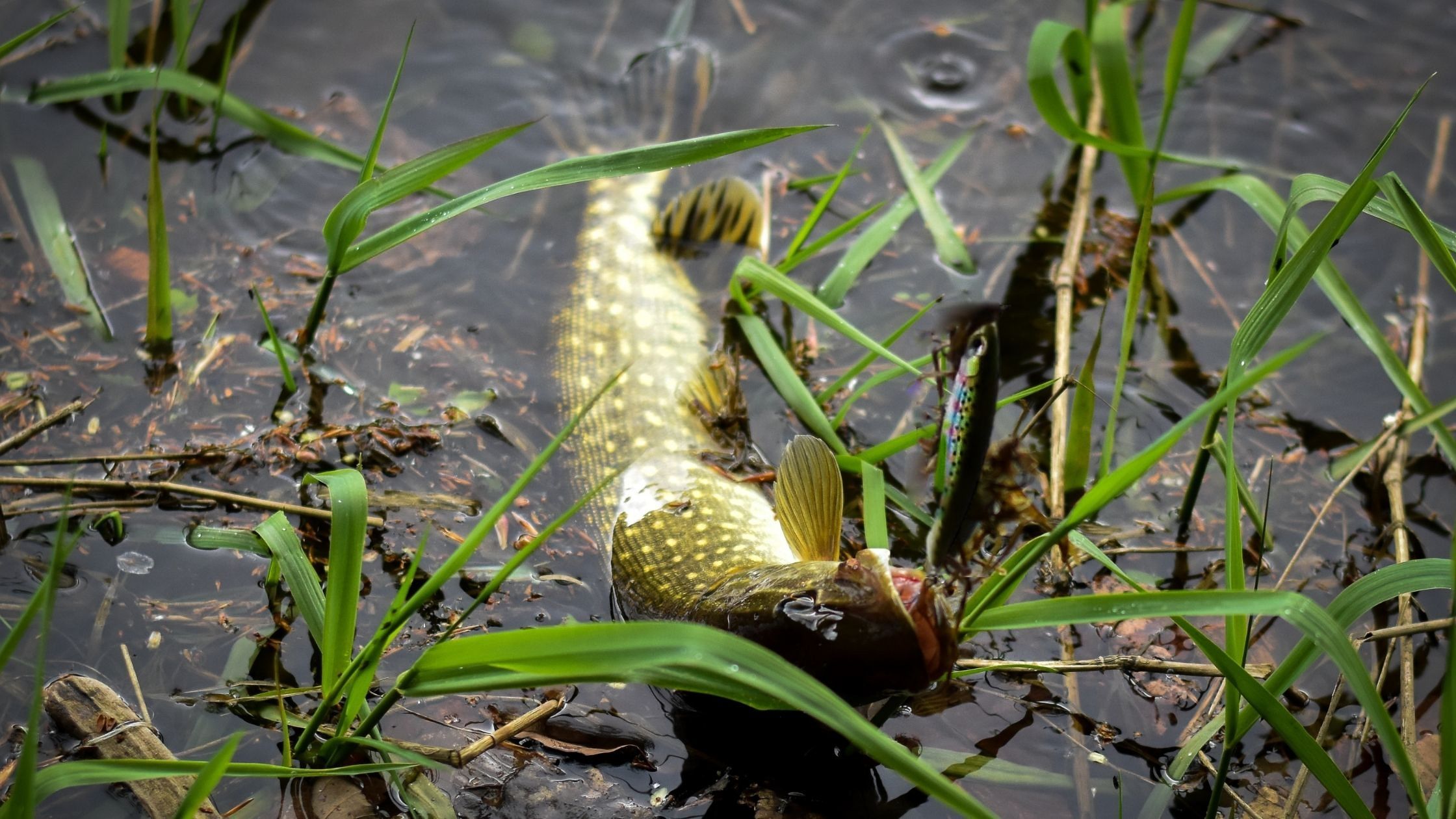 Pike vs Muskie vs PickerelWhat’s the Difference?