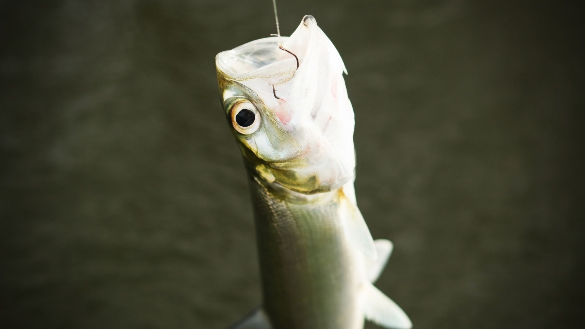 A Complete Guide to Ladyfish How to Find and Catch