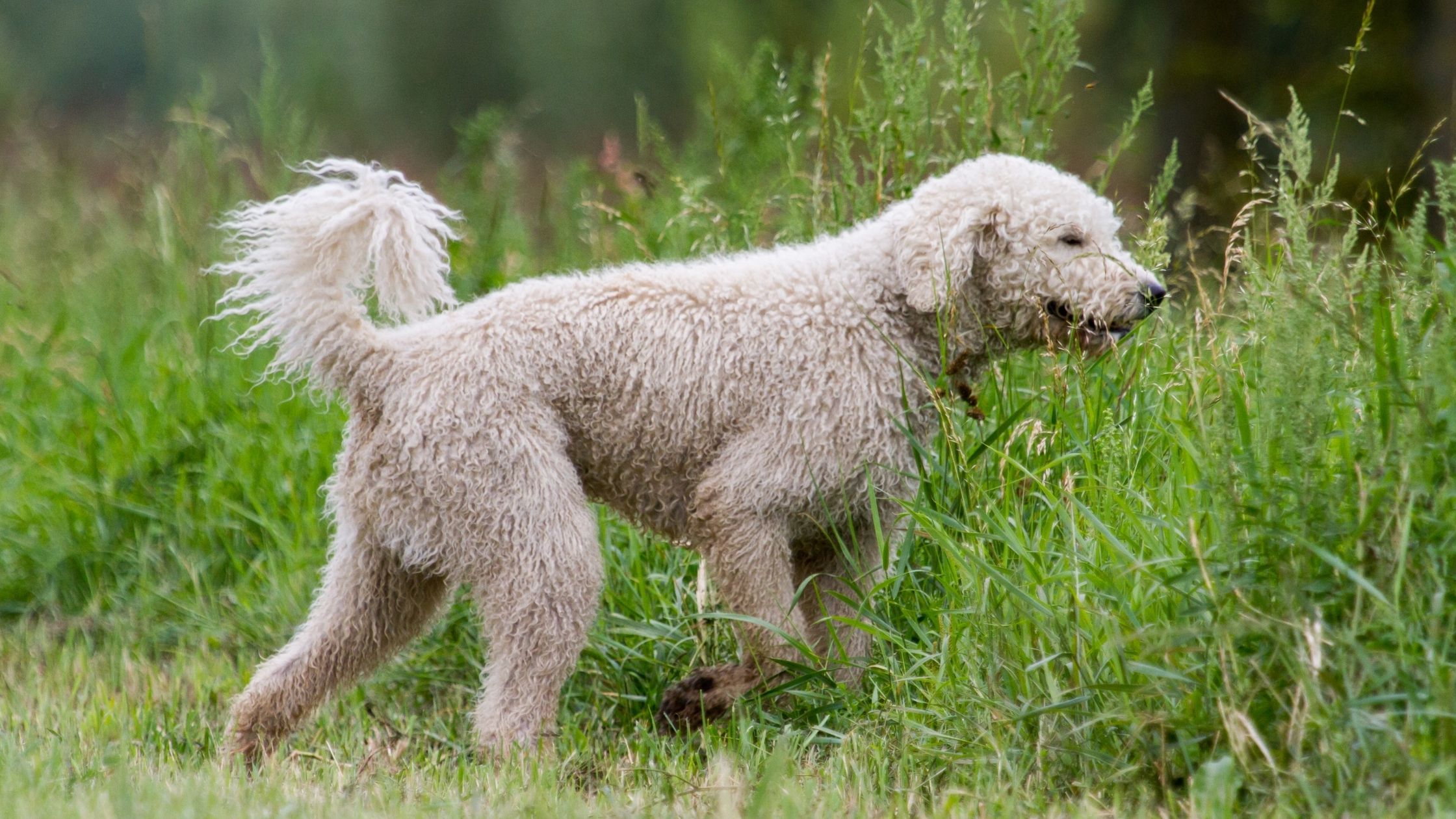 Are Labradoodles Good Hunting Dogs?