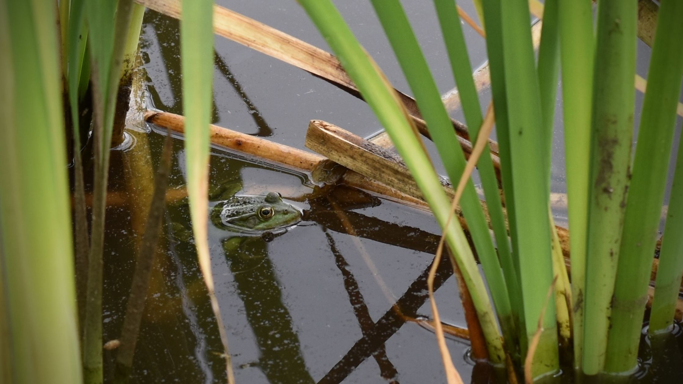 How to catch, clean and cook frogs