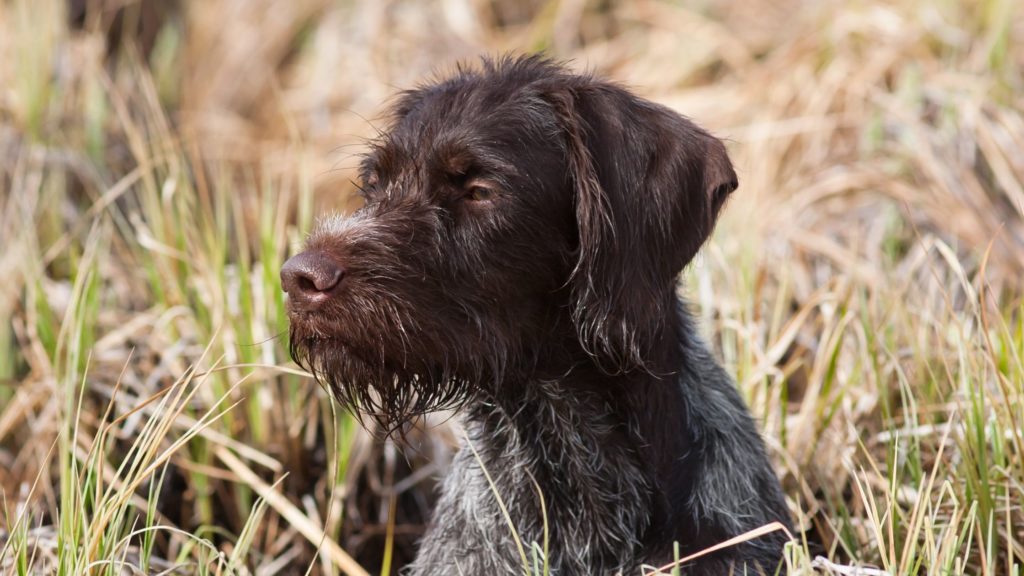 12 Hunting Dogs With Beards
