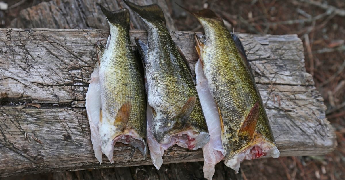 Carp vs Bass Detailed Comparison