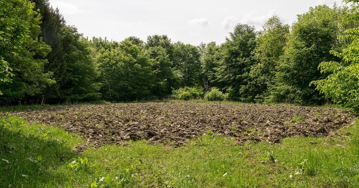 Best Food Plot to Plant in September