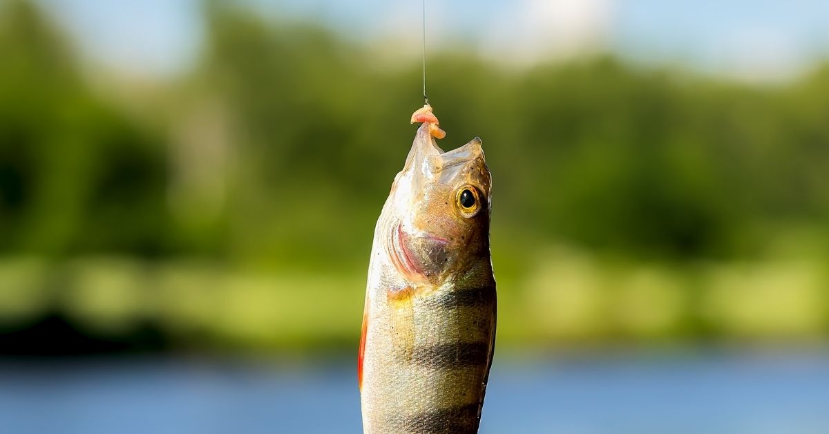Why Do Fish Like Worms? (Explained)