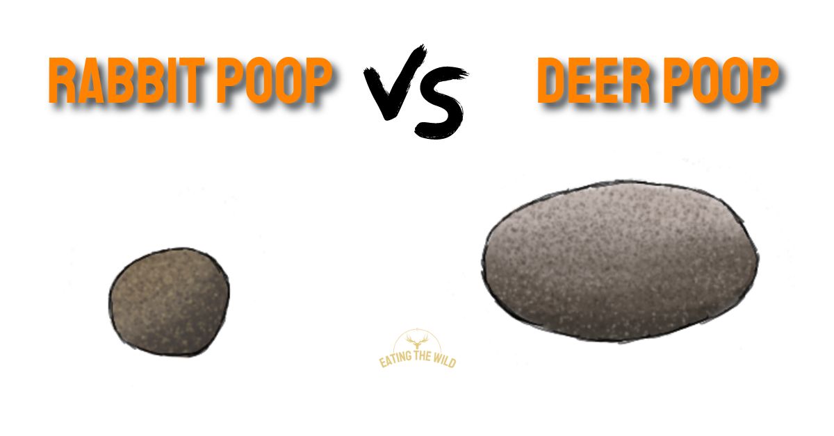 Rabbit vs Deer Poop Spot the Difference
