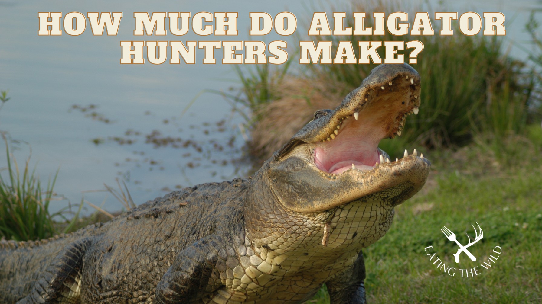 How much do alligator hunters make? Alligator prices 2024
