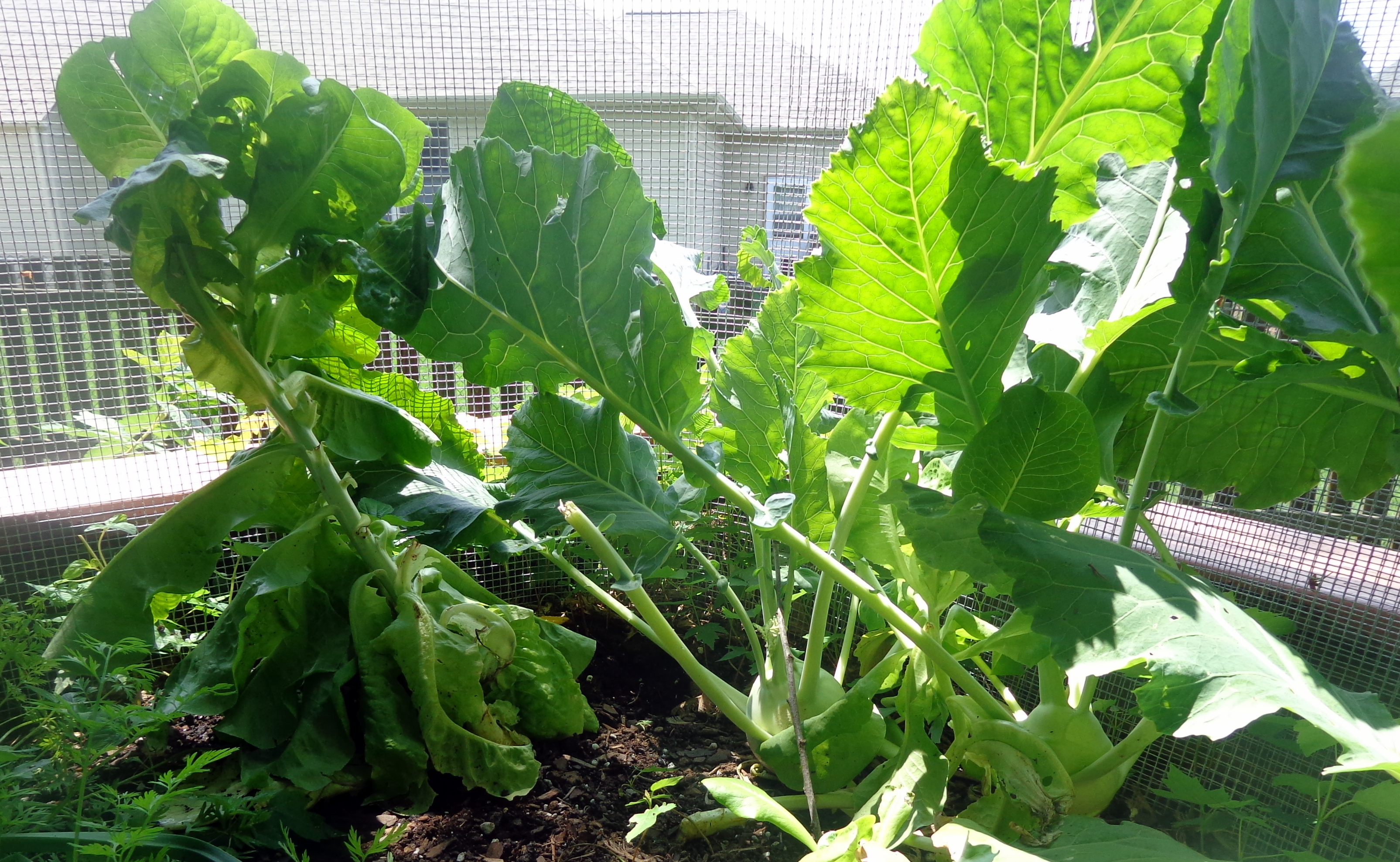Growing Kohlrabi/ noolkol in the garden and curry made two ways