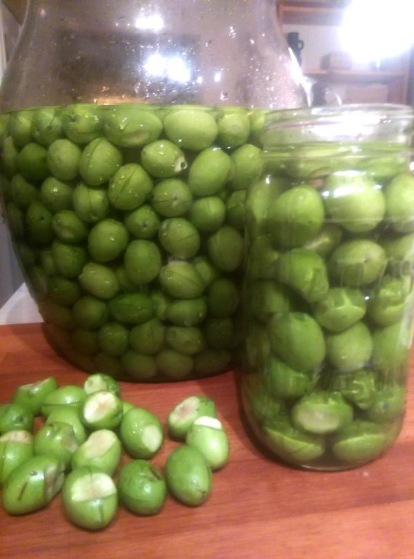 Brine Curing Olives