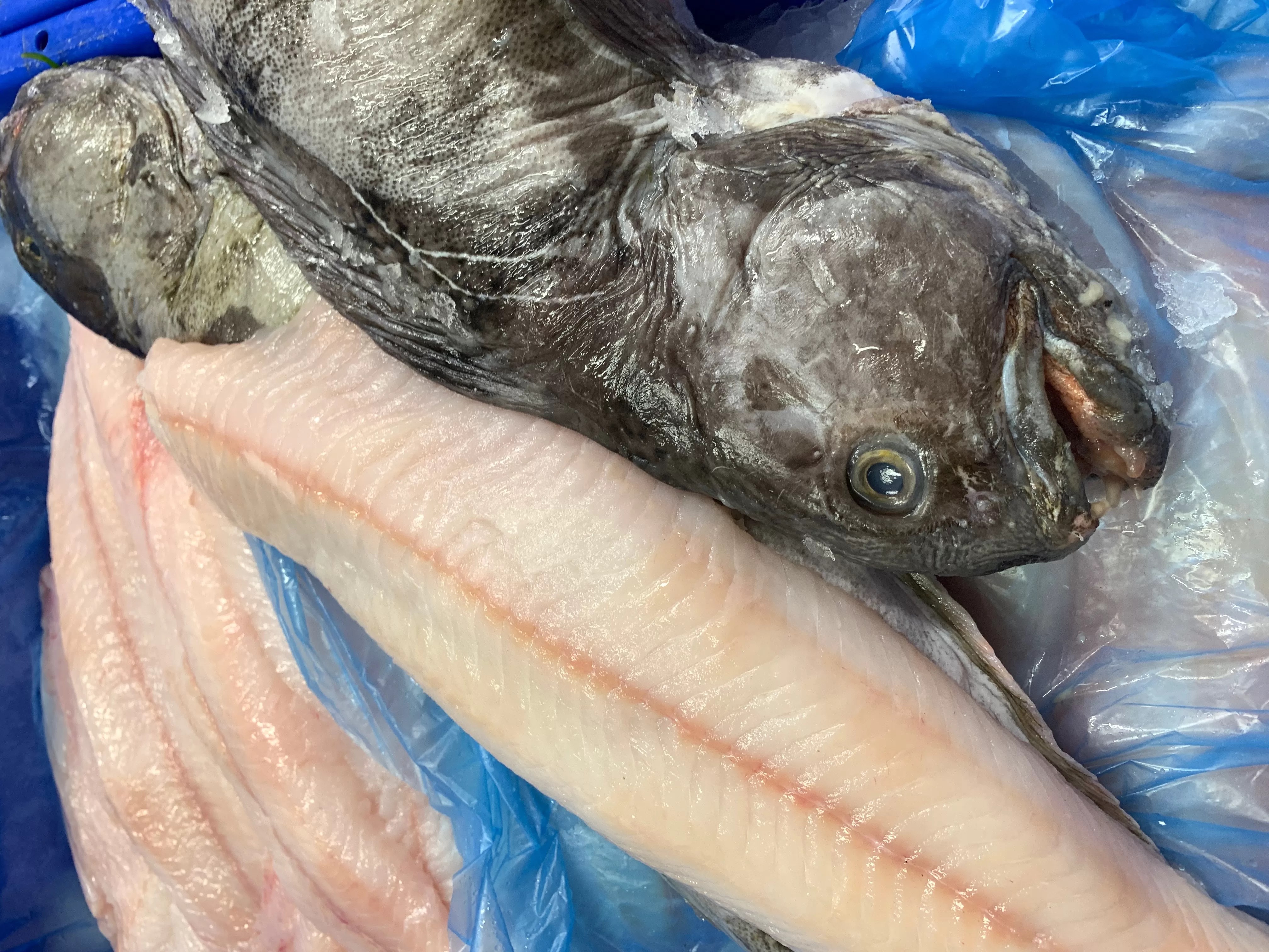 Wolf Fish Buy Online Free Nationwide Delivery