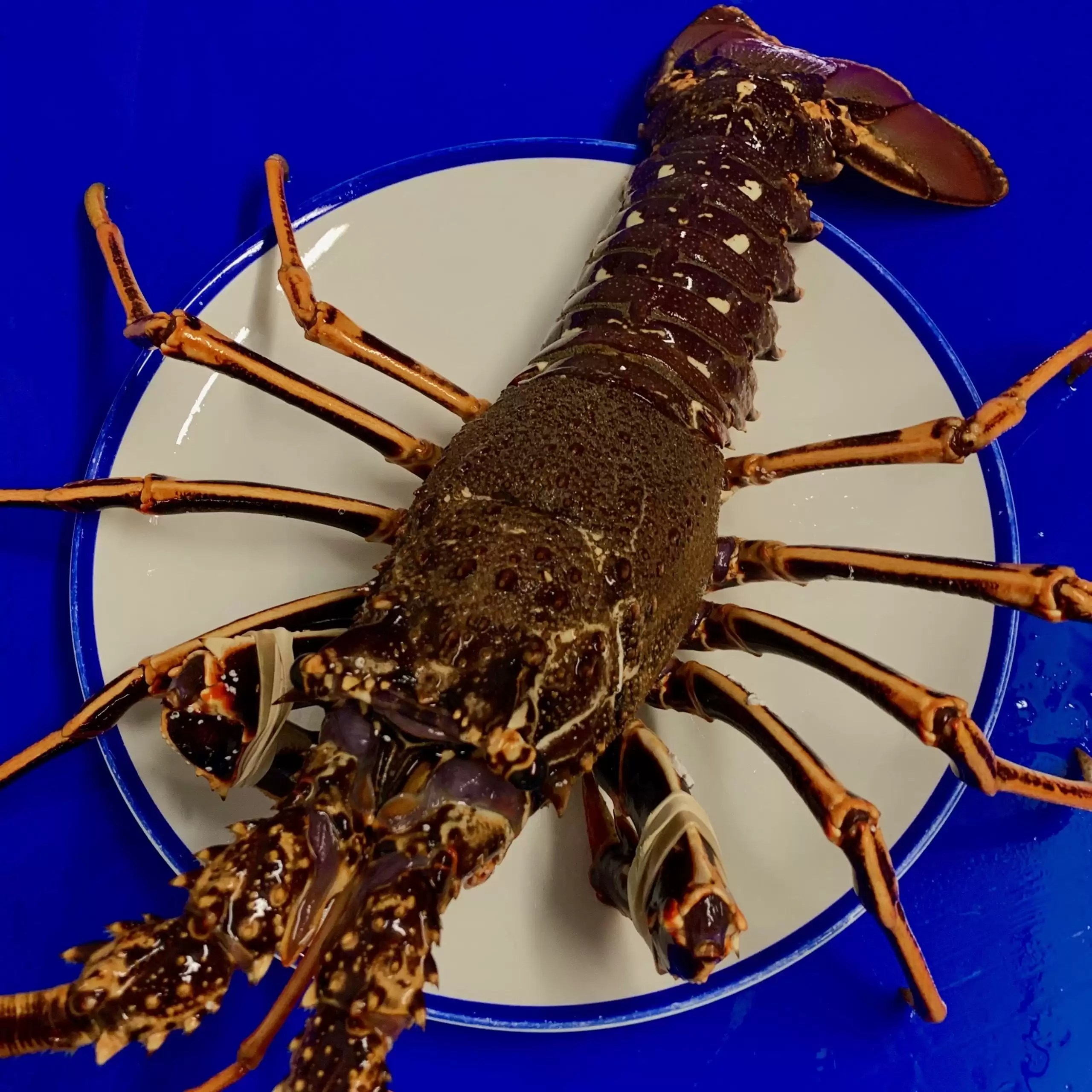 Live Crayfish Eat More Fish Nationwide Delivery