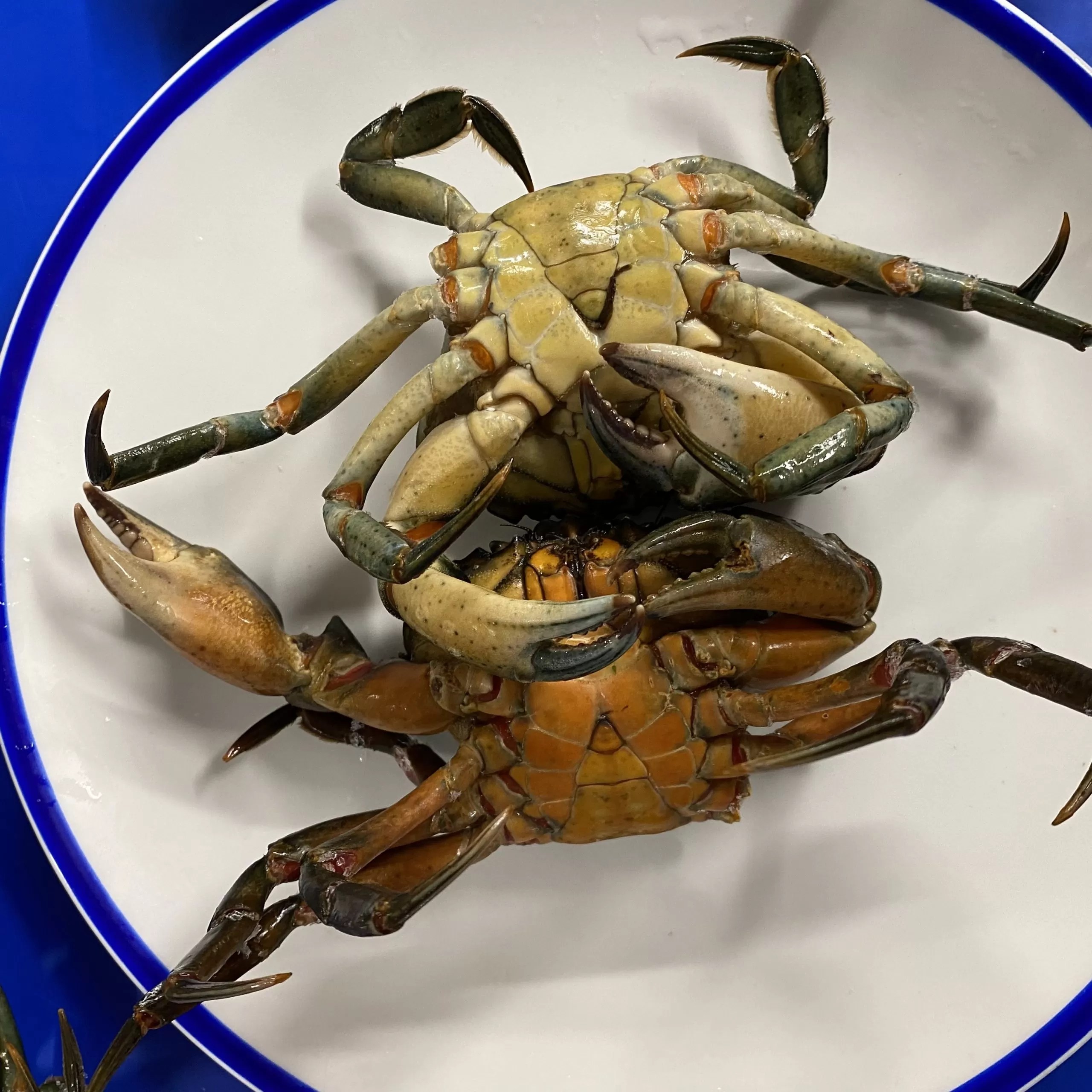 Live Green crabs Eat More Fish Nationwide Delivery