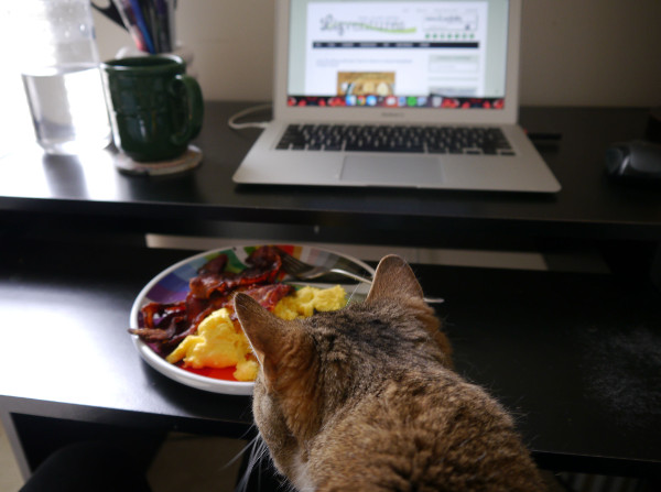Morning routine cat