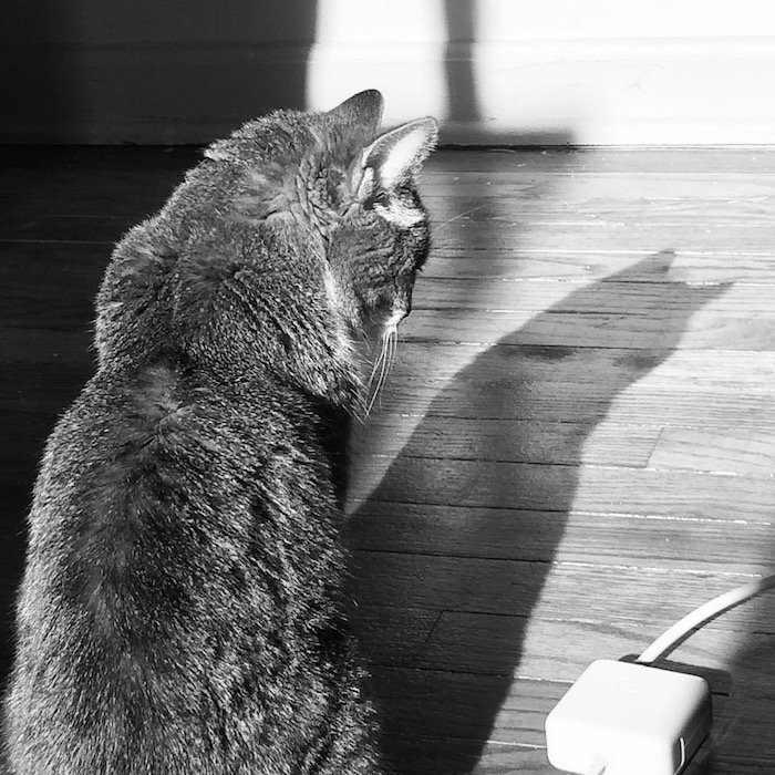 Mony shadow