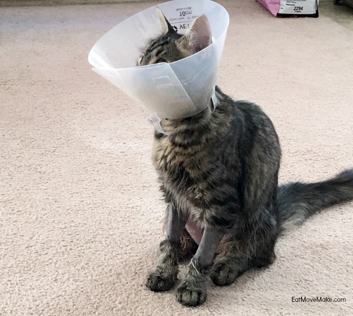 Pinot after spaying