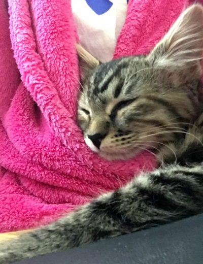 A cat on a lap