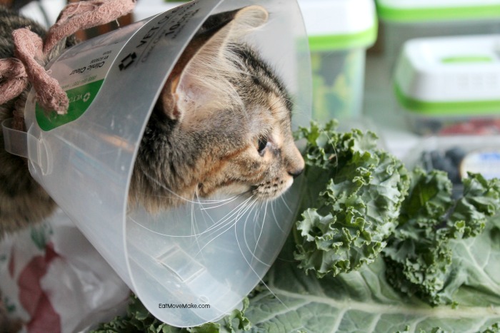 A close up of a cat sniffing produce